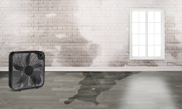 Best Flood damage cleanup  in Asheville, NC